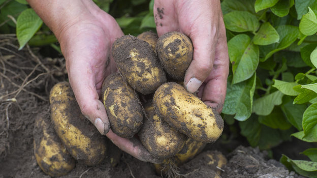 Выращивание картофеля в высоких грядках